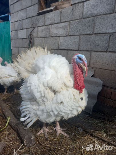 Мясо домашней индейки