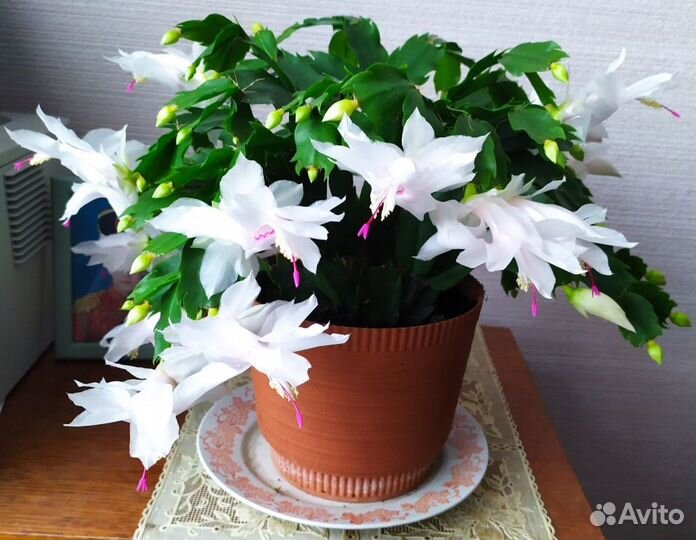 Отростки Декабриста Белого