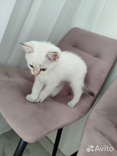 Котенок шиншилла пойнт