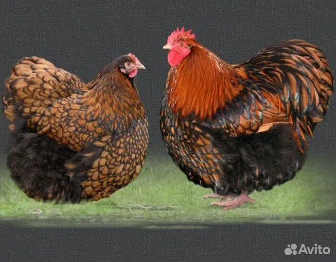 Орпингтон золотоокоймленный
