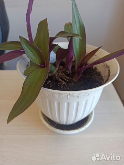 Традесканция рео, комнатное растение