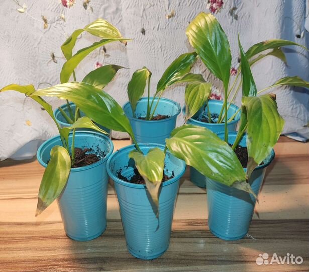 Спатифиллум