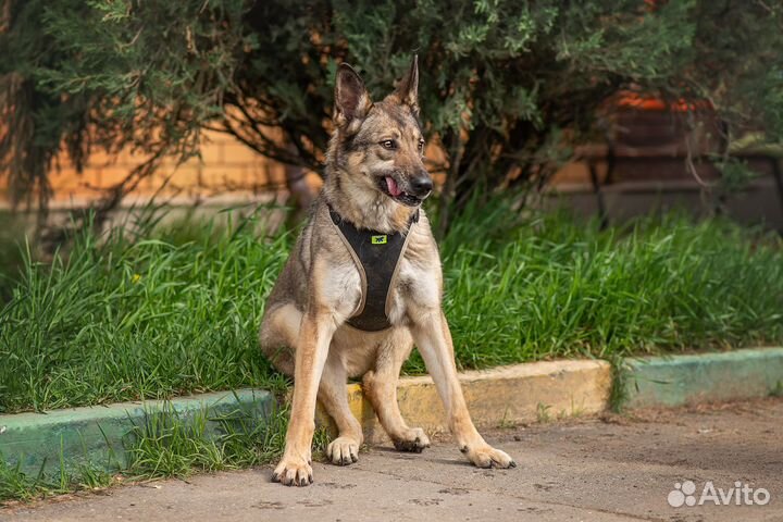 Собака из приюта в дар, Сенча, милая собака