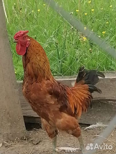 Индоутки. Петушки молодые 10мес