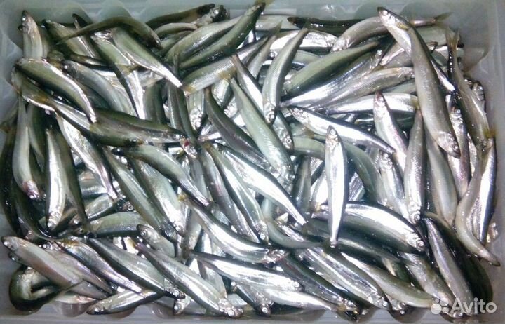 Свежая рыба