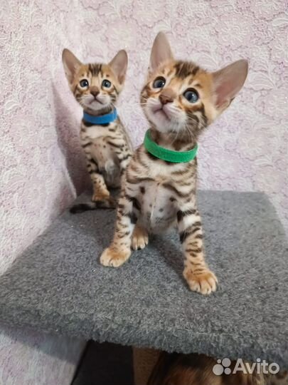 Бенгальские котята
