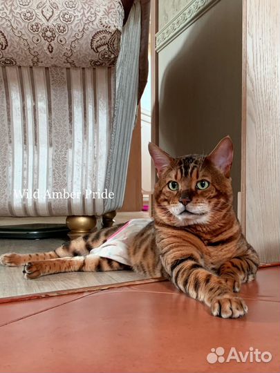 Бенгальский кот