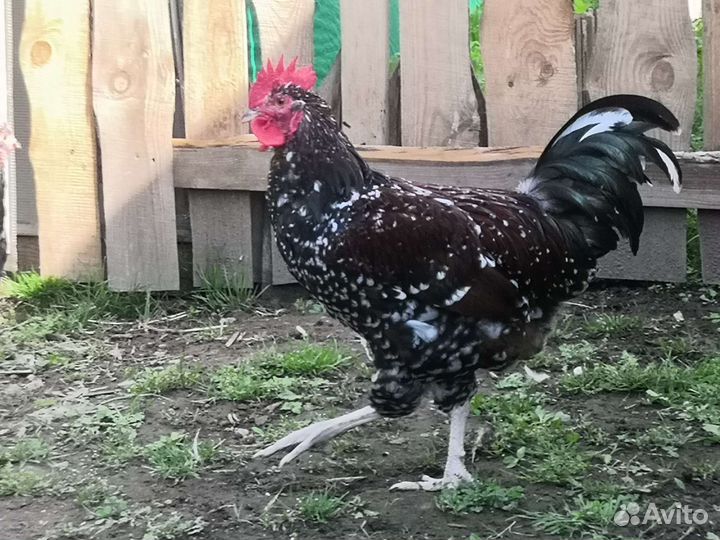 Петухи Суссекс порцеляновый (мраморный)