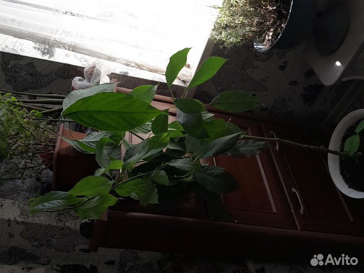 Авокадо дерево