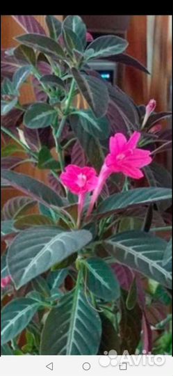 Домашние цветы