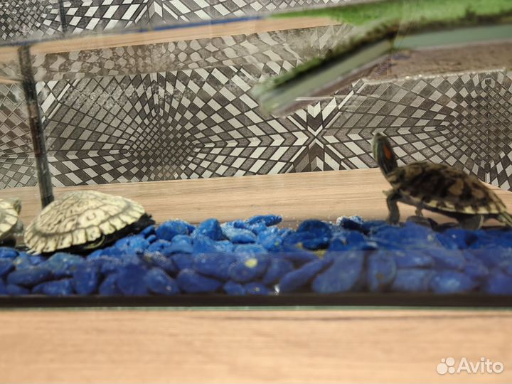 Красноухая черепаха