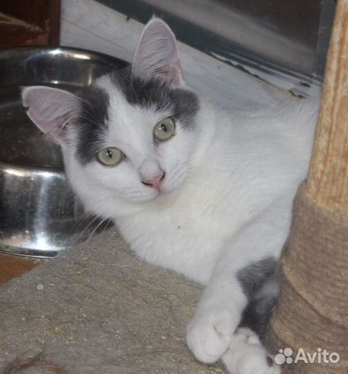 Кошка в дар