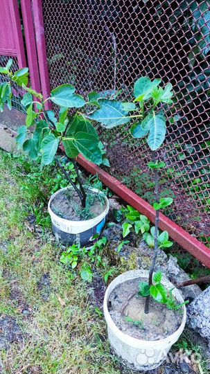 Саженцы инжира