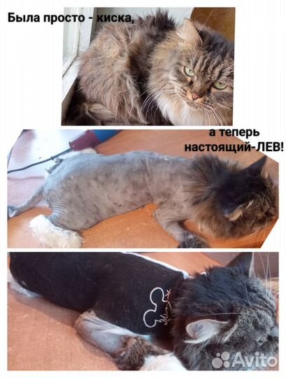 Ветеринарные услуги