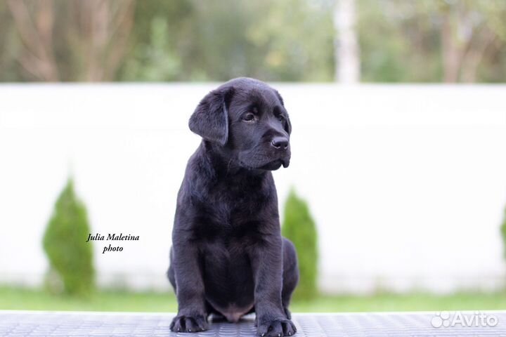 Щенки лабрадора