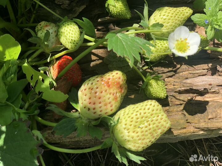 Ирга,клубника,малина,смородина