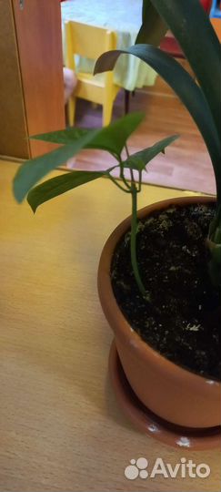 Комнатные цветы