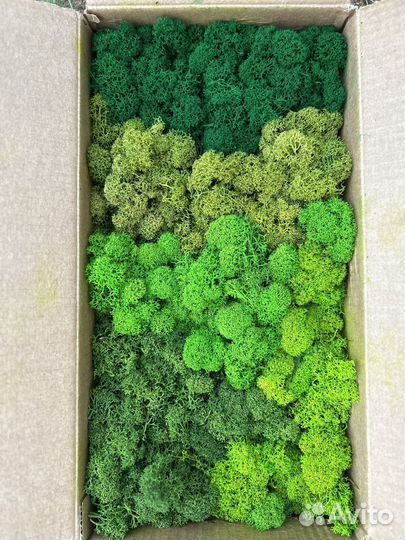 Мох стабилизированный в наличии