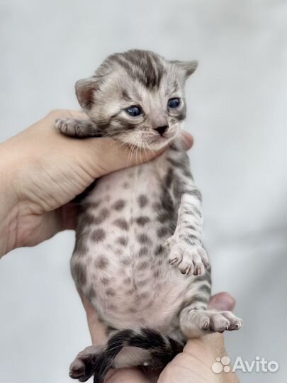 Бенгальские котята Серебро с документами