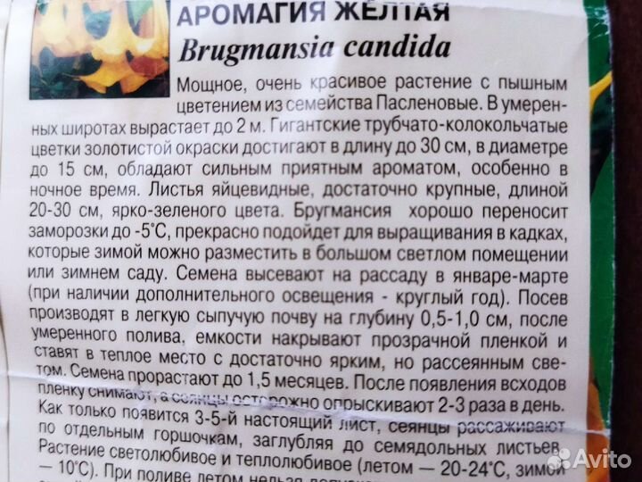 Розовая бругмансия