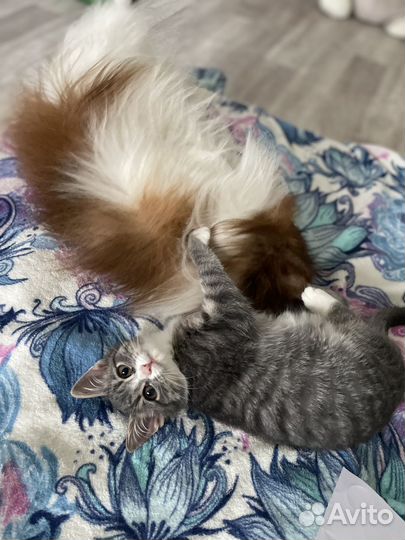 Котенок ищет дом
