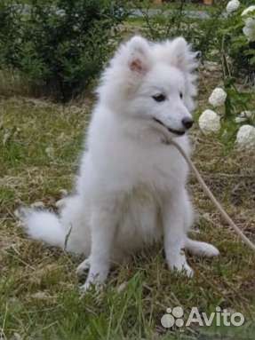 Японский шпиц