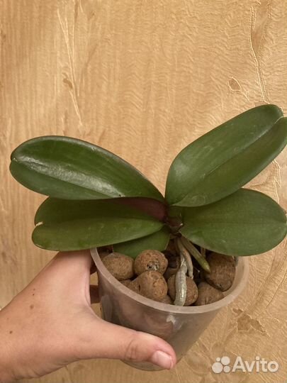 Продам орихидею