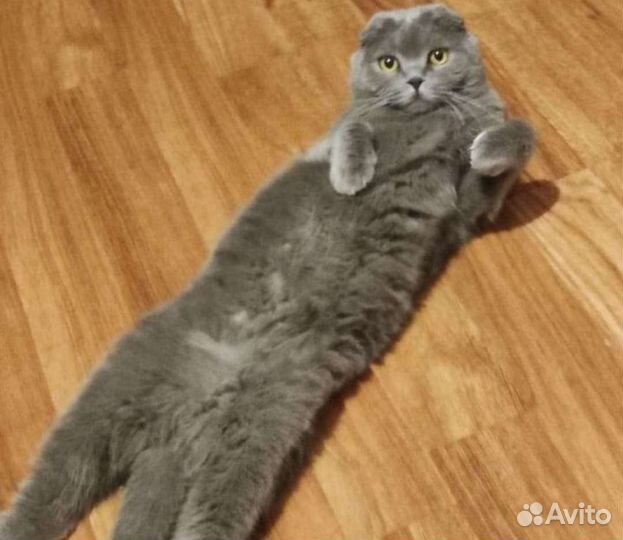 Британский вислоухий, кот бесплатно