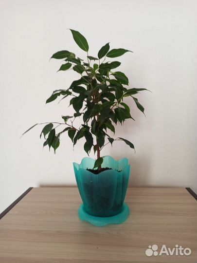 Фикус бенджамина даниэль