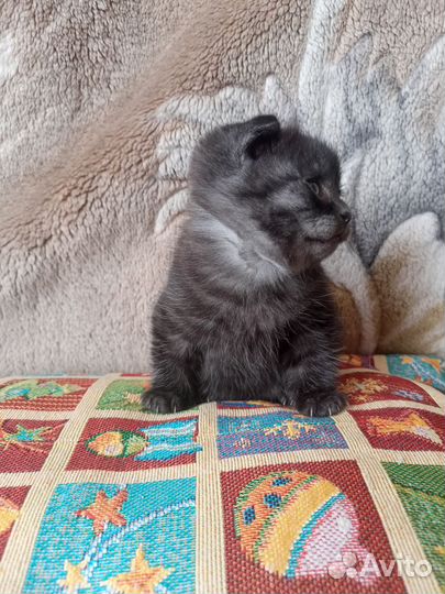 Котята шотландцы