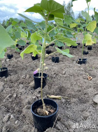 Саженцы павловния