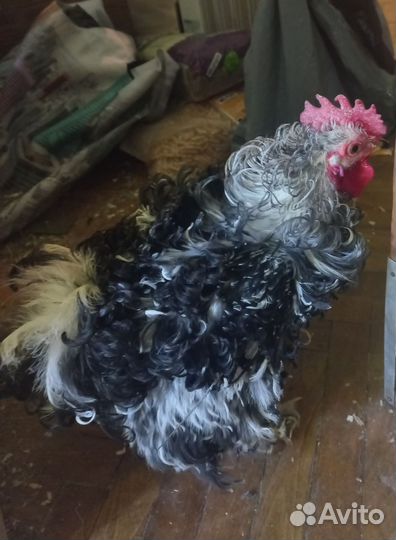 Молодые петухи породы карликовый кохинхин