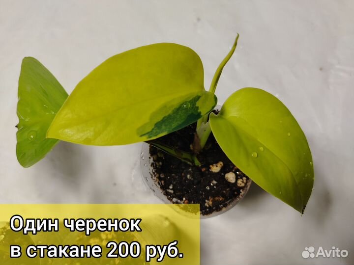 Эпипремнум Неон