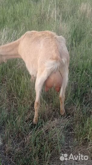 Козы дойные, нубийские, чехо-альпийские