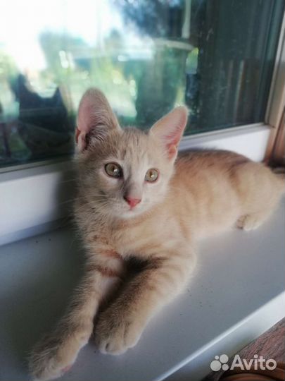 Котенок мальчик в добрые руки