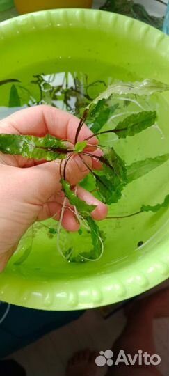 Аквариумные растения,криптокарина,валиснерия