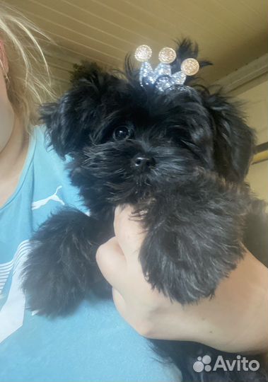 Щенки Мальтипу мини