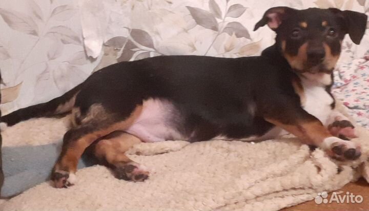 Щенок в добрые руки