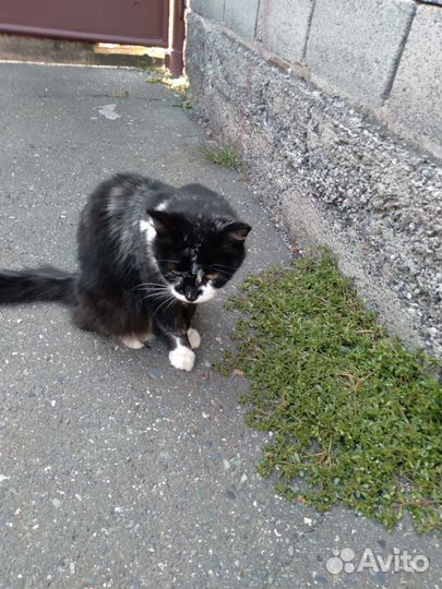 Отдам кота в добрые руки