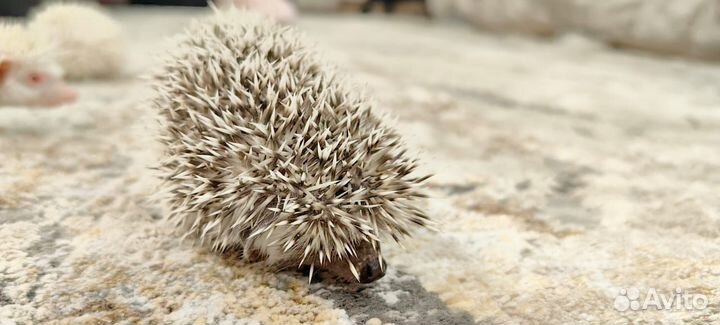 Карликовый африканский ежик