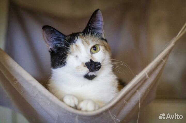 Кошки-слепышки Лиза и Лиля