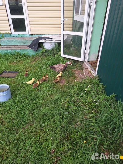 Продажа индоуток и утят