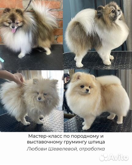 Стрижка собак Лазаревское Груминг