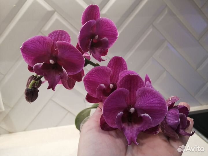 Орхидея фаленопсис
