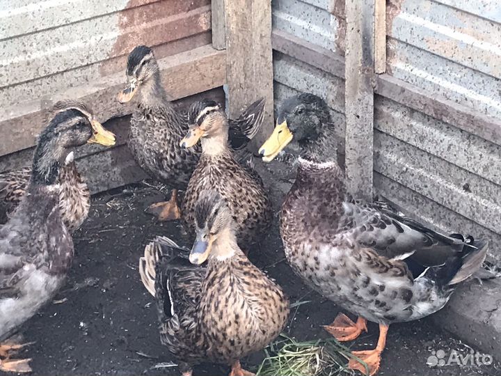 Утки подсадные дикие кряква