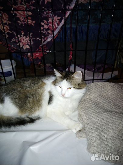 Спокойная и ласковая Машуля ищет дом