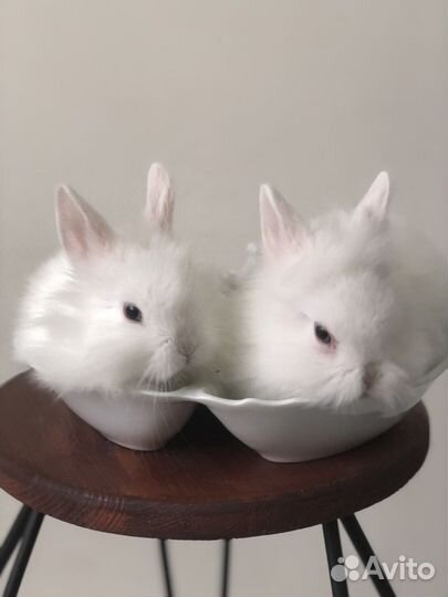 Крольчата от родителей фотомоделей