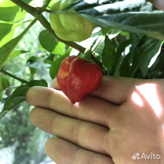 Кусты, семена, плоды перца Habanero Red
