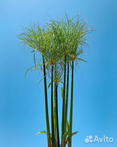 Папирус Нильский и карликовый