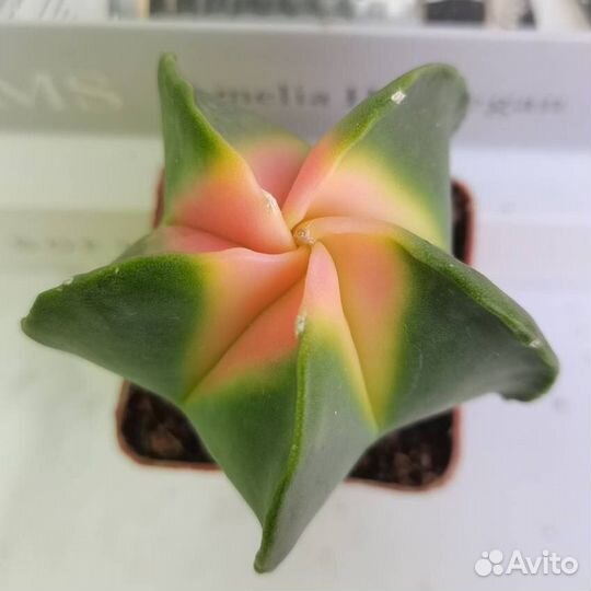 Совместная закупка редких суккулентов из Азии